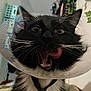 Milo joined the competition — help win amazing prizes! animal, black_and_white, black_cat, cat, close_up, collar, cone_collar, cute, expression, feline, fur, home, houseplant, indoor, pet, playful, tongue, tongue_out, whiskers, wide_eyes
