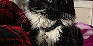 Milo joined the competition — help win amazing prizes! bed, black_and_white, blanket, cat, closeup, collar, cute, domestic_animal, feline, fur, household, indoor, paw, pet, plaid, portrait, relaxed, tag, whiskers, yellow_eyes