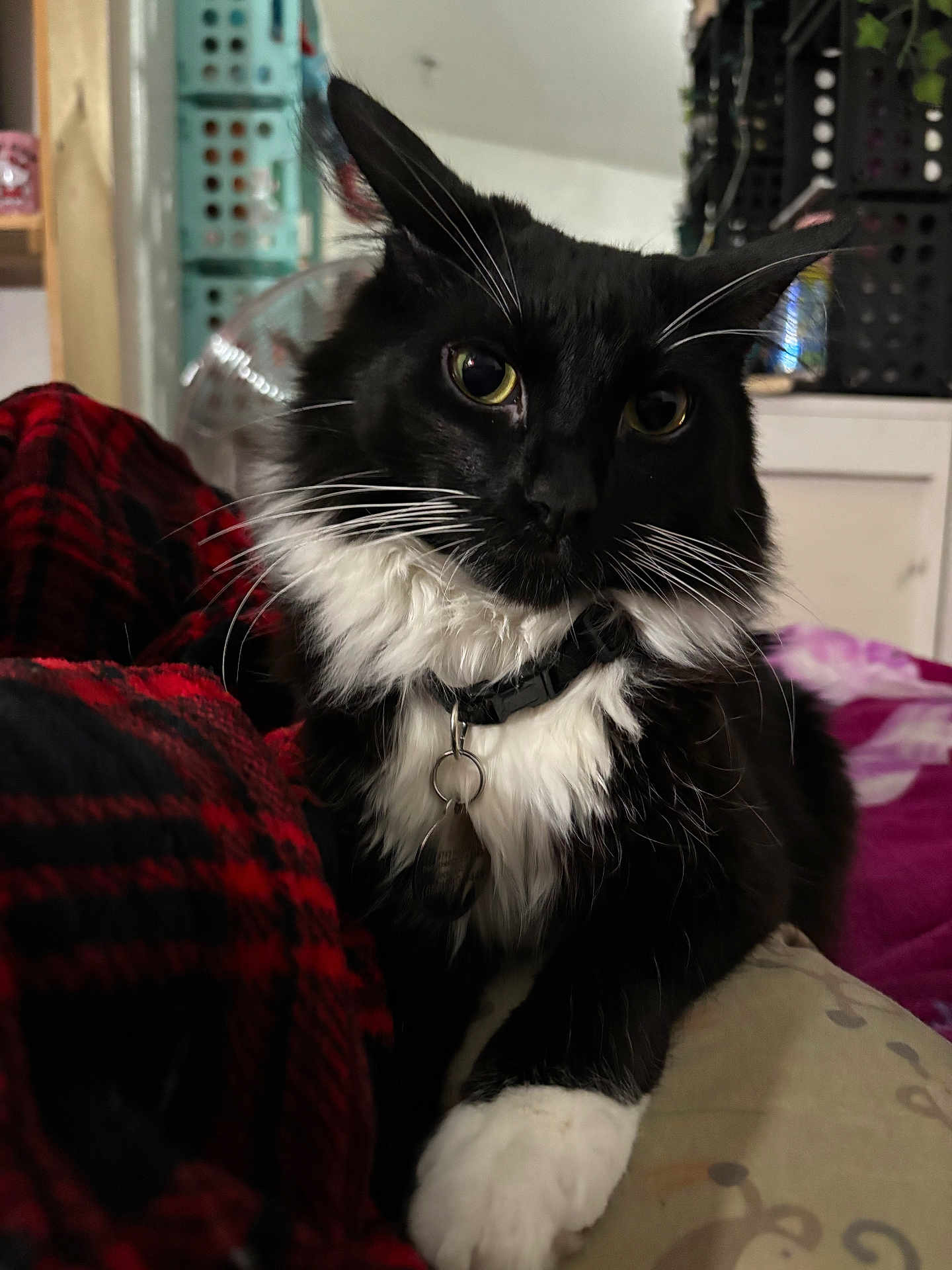 Milo