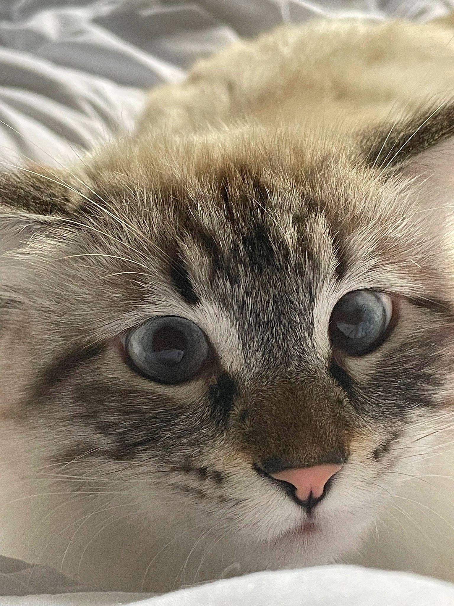 Yoko participe au concours pour gagner de l'argent avec cette photo : carnivore, cat, close_up, comfort, domestic_short_haired_cat, felidae, fur, small_to_medium_sized_cats, snout, terrestrial_animal, whiskers