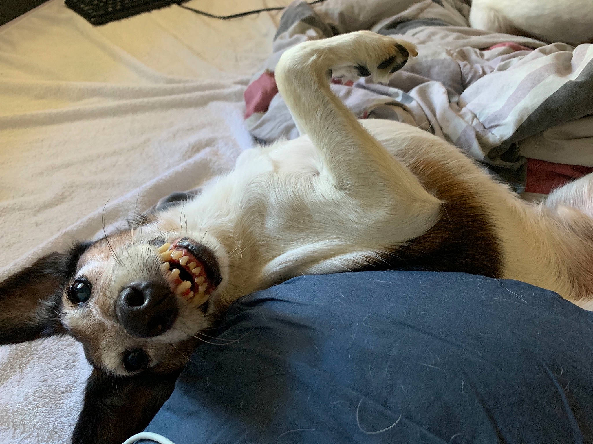 Curly joined the competition — help win amazing prizes! canidae, carnivore, dog_breed, fawn, paw, snout, sporting_group, whiskers