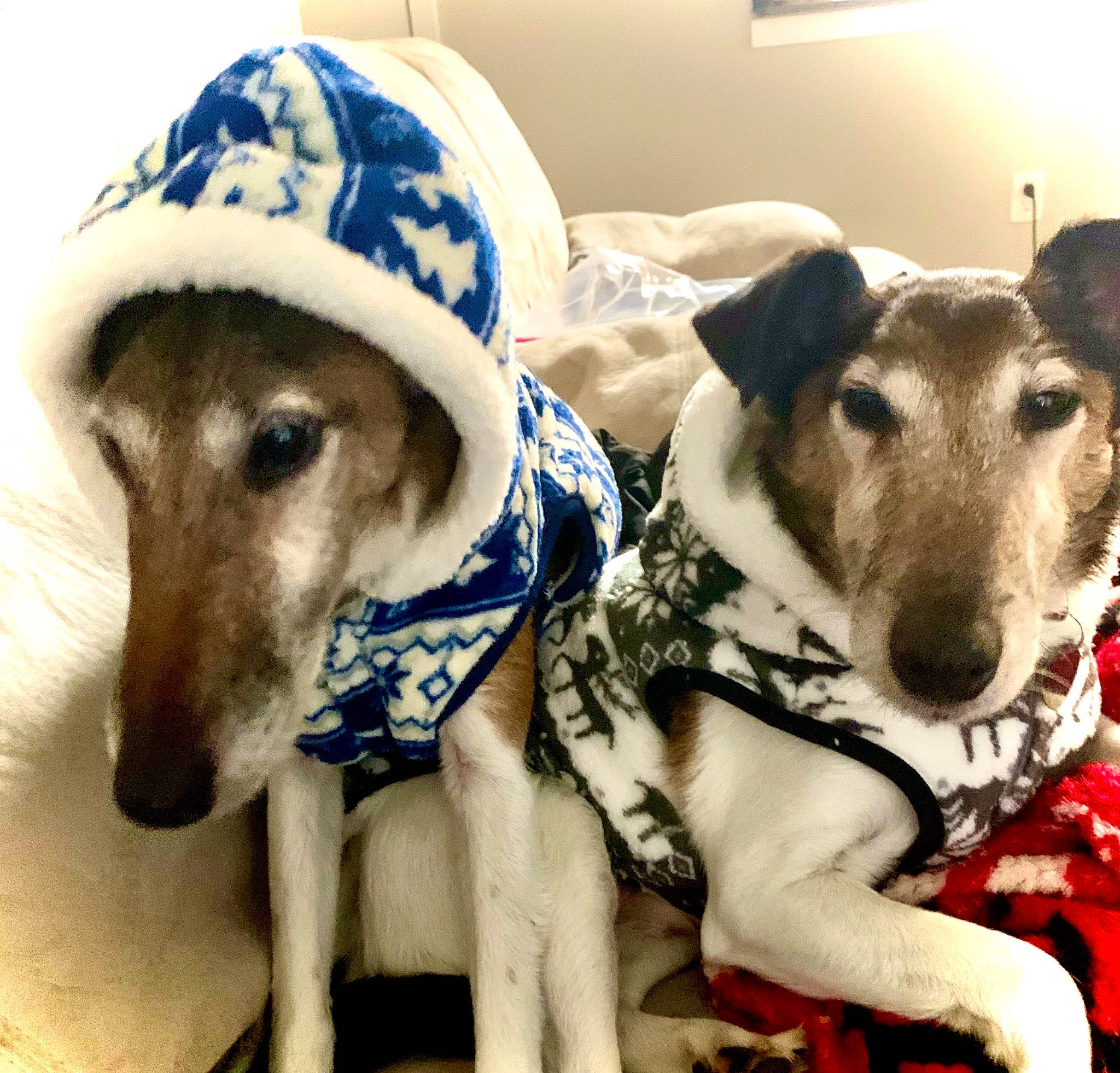 Curly joined the competition — help win amazing prizes! canidae, carnivore, chippiparai, companion_dog, dog, dog_breed, fawn, galgo_espanol, greyhound, hortaya_borzaya, lurcher, mammal, mudhol_hound, polish_greyhound, sloughi, smooth_collie, snout, vertebrate, whippet