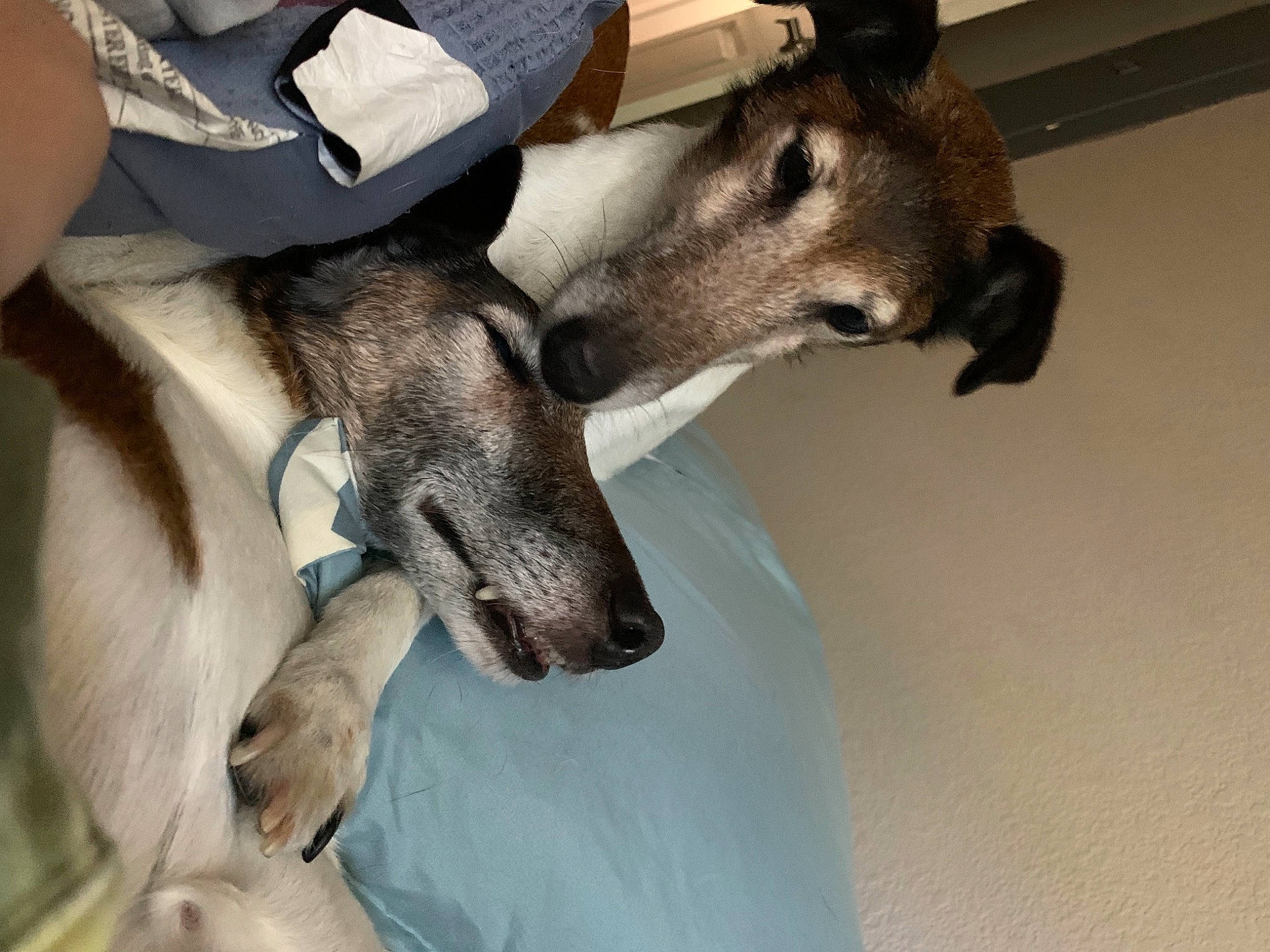 Curly joined the competition — help win amazing prizes! canidae, carnivore, dog, dog_breed, fawn, fur, italian_greyhound, kangaroo, macropodidae, mammal, snout, vertebrate, wallaby