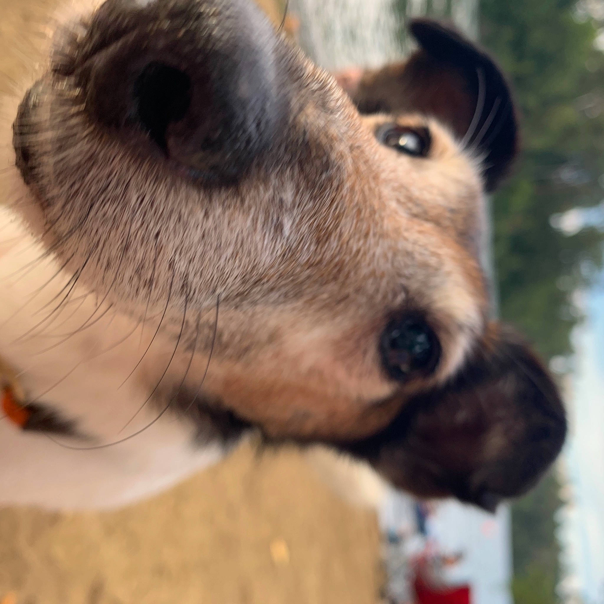 Curly joined the competition — help win amazing prizes! canidae, carnivore, close_up, companion_dog, dog, dog_breed, fawn, fox_terrier, fur, mammal, nose, puppy, puppy_love, snout, whiskers