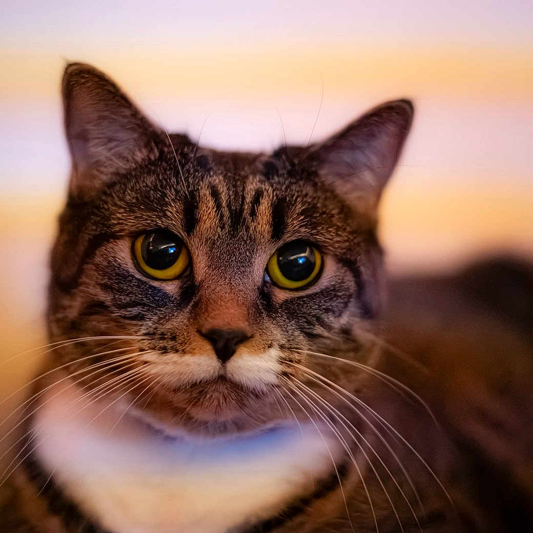 Daisy is registered to the contest to win money with this photo: animal, blurred_background, cat, close_up, curious, cute, domestic_cat, ears, face, feline, focus, fur, indoor, nose, pet, portrait, soft_light, tabby, whiskers, yellow_eyes