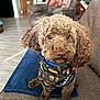 dog, poodle, brown_dog, pet, bandana, cute, curious, indoor, couch, living_room, furniture, home, animal, canine, fluffy, portrait, sitting, decor, cozy, companion
