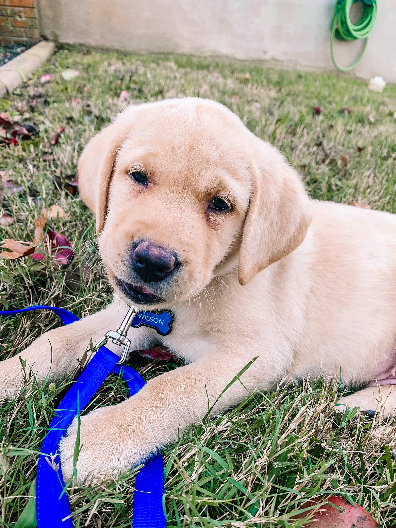 Wilson is registered to the contest to win money with this photo: beagador, canidae, carnivore, companion_dog, dog, dog_breed, fawn, golden_retriever, grass, labrador_retriever, mammal, plant, puppy, retriever, snout, sporting_group, vertebrate, yellow