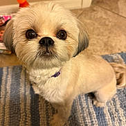 Sadie joined the competition — help win amazing prizes! dog, small_dog, fluffy, cream_colored, close_up, pet, indoor, curious, cute, animal, canine, fur, collar, eyes, face, carpet, floor, domestic_animal, portrait, companion