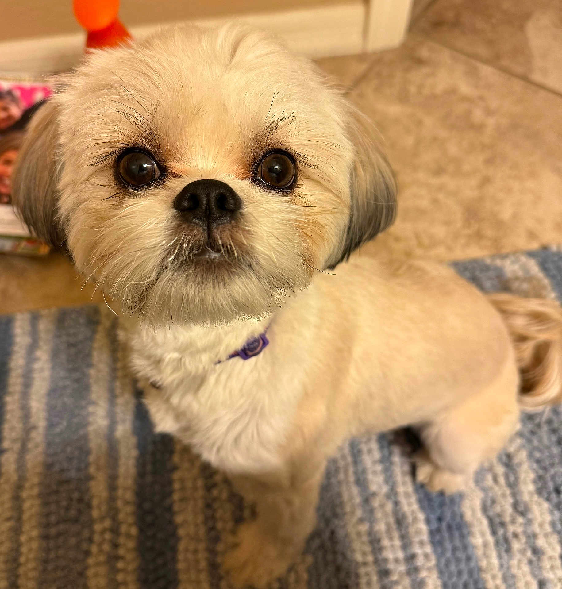 Sadie