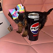 Poppy joined the competition — help win amazing prizes! puppy, dog, bow, rainbow, can, pepsi_max, pink_chair, pet, cute, small, furry, indoors, leather_chair, drink, beverage, domestic_animal, animal, companion, toy, colorful