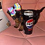 puppy, dog, bow, rainbow, can, pepsi_max, pink_chair, pet, cute, small, furry, indoors, leather_chair, drink, beverage, domestic_animal, animal, companion, toy, colorful
