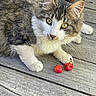 cat, tabby_cat, white_fur, fluffy, pet, animal, whiskers, green_eyes, close_up, portrait, lying_down, outdoor, wooden_deck, brick_wall, cherries, fruit, rustic, sharp_focus, natural_light, cute
