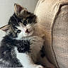 Willow is registered to the contest to win money with this photo: kitten, cat, pet, animal, fluffy, fur, black_and_white, tabby, white_paws, whiskers, blue_eyes, ears, nose, portrait, close_up, couch, indoors, cozy, sitting, cute