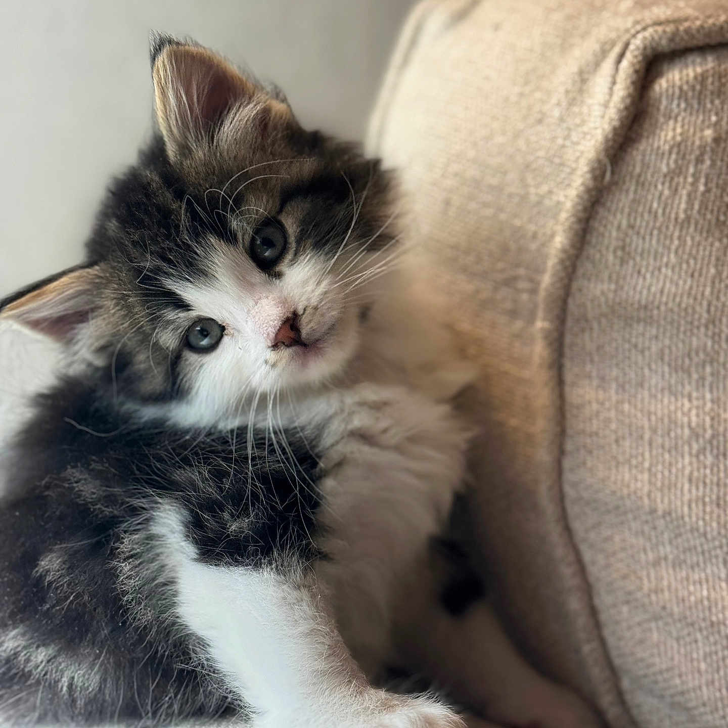 Willow is registered to the contest to win money with this photo: kitten, cat, pet, animal, fluffy, fur, black_and_white, tabby, white_paws, whiskers, blue_eyes, ears, nose, portrait, close_up, couch, indoors, cozy, sitting, cute