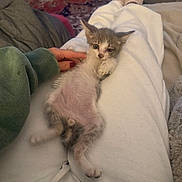 Galileo joined the competition — help win amazing prizes! kitten, cat, animal, pet, white_blanket, lying_down, belly_up, fluffy, gray_fur, white_fur, blue_eyes, pink_nose, paws, whiskers, hand, petting, bed, cozy, indoor, portrait