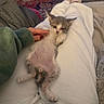 kitten, cat, animal, pet, white_blanket, lying_down, belly_up, fluffy, gray_fur, white_fur, blue_eyes, pink_nose, paws, whiskers, hand, petting, bed, cozy, indoor, portrait