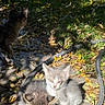 kittens, cats, animals, pets, outdoor, grass, leaves, autumn, garden, path, pavement, sunlight, fluffy, fur, gray_cat, white_cat, tabby_cat, sitting, sleepy, cute