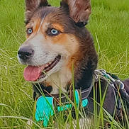 Cheyenne a rejoint le concours — aidez-le/la à gagner de superbes lots ! dog, blue_eyes, grass, outdoor, pet, canine, field, greenery, ear, tongue, harness, nature, animal, domestic_animal, muzzle, side_view, happy, summer, daylight, rural