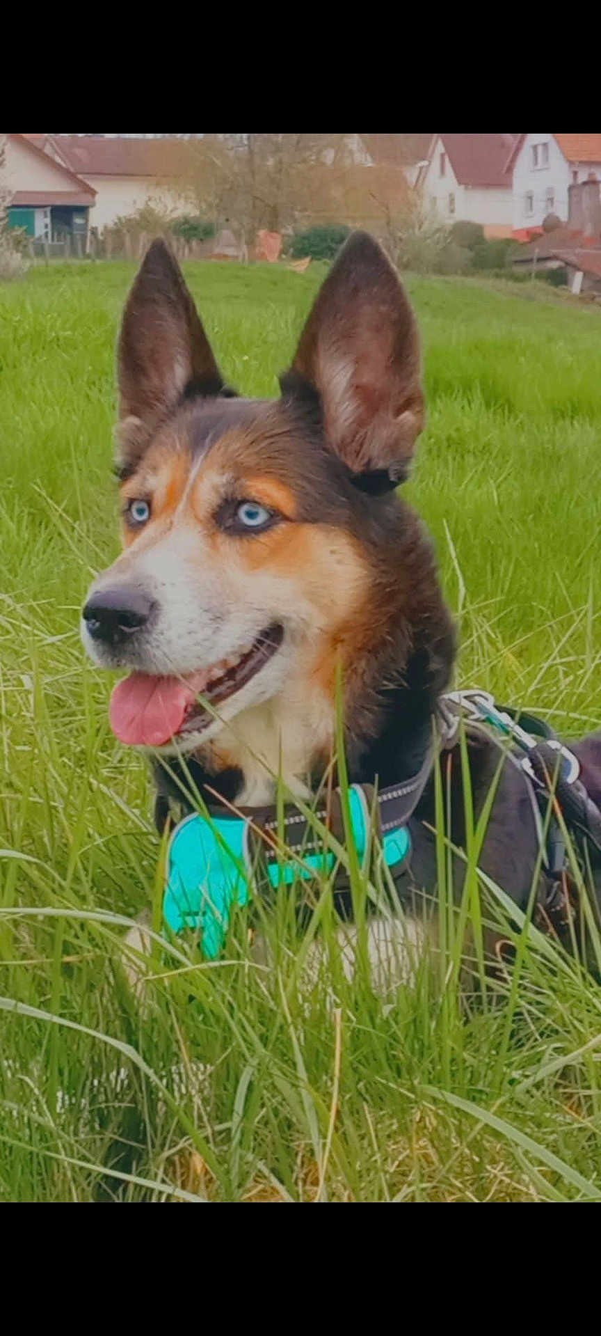 Cheyenne a rejoint le concours — aidez-le/la à gagner de superbes lots ! dog, blue_eyes, grass, outdoor, pet, canine, field, greenery, ear, tongue, harness, nature, animal, domestic_animal, muzzle, side_view, happy, summer, daylight, rural
