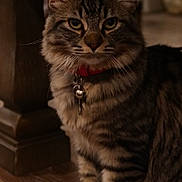 Kora is registered to the contest to win money with this photo: animal, bell, cat, closeup, collar, cute, domestic_animal, ears, eyes, face, feline, fur, indoor, pet, portrait, sitting, tabby, whiskers, wooden_floor, wooden_furniture