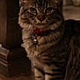 animal, bell, cat, closeup, collar, cute, domestic_animal, ears, eyes, face, feline, fur, indoor, pet, portrait, sitting, tabby, whiskers, wooden_floor, wooden_furniture