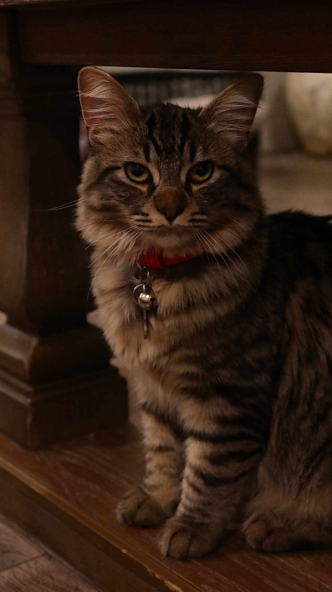 Kora