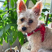 Wilbur joined the competition — help win amazing prizes! dog, white_dog, pet, indoor, houseplant, green_leaves, window, couch, red_harness, fur, ears, canine, companion, domestic_animal, natural_light, plant_pot, home, cute, portrait, cozy