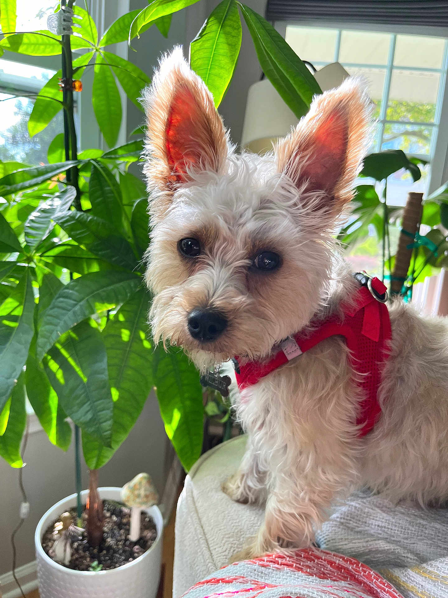 Wilbur joined the competition — help win amazing prizes! dog, white_dog, pet, indoor, houseplant, green_leaves, window, couch, red_harness, fur, ears, canine, companion, domestic_animal, natural_light, plant_pot, home, cute, portrait, cozy
