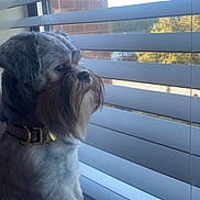 Ritchie joined the competition — help win amazing prizes! animal, blinds, collar, companionship, curiosity, curious, daylight, dog, domestic_animal, fur, house, indoor, looking_out, mammal, pet, portrait, quiet, resting, side_view, window