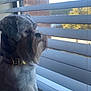 animal, blinds, collar, companionship, curiosity, curious, daylight, dog, domestic_animal, fur, house, indoor, looking_out, mammal, pet, portrait, quiet, resting, side_view, window