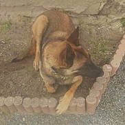 Olly a rejoint le concours — aidez-le/la à gagner de superbes lots ! animal, black, brick_border, brown, canine, collar, daytime, dog, earth, fence, garden, german_shepherd, looking_away, nature, outdoor, pet, quiet, resting, soil, wall