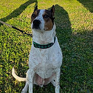 Cooper joined the competition — help win amazing prizes! dog, animal, pet, collar, leash, grass, outdoor, sunlight, shadow, building, brick, green, sitting, canine, nature, daylight, ears, fur, muzzle, alert