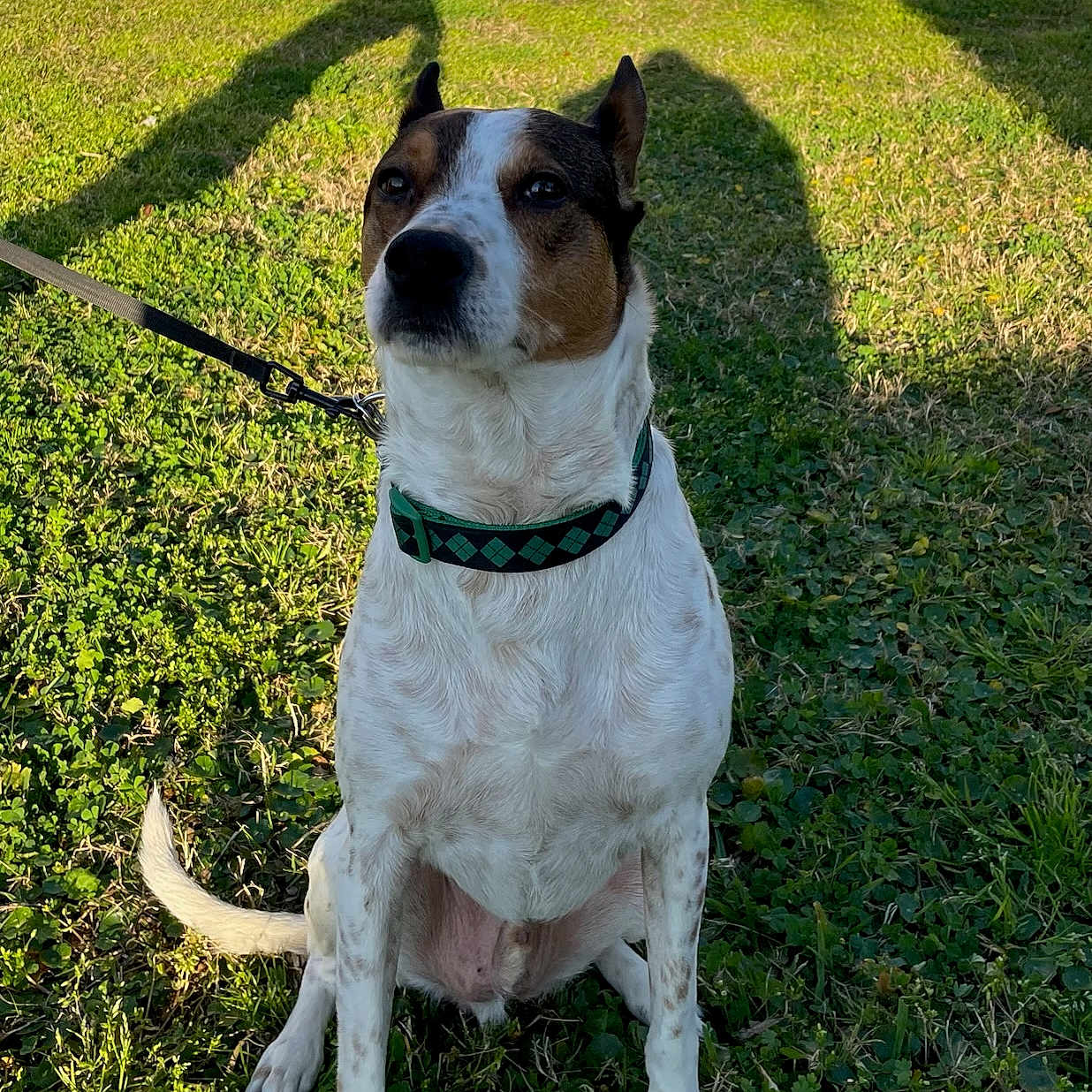 Cooper joined the competition — help win amazing prizes! alert, animal, brick, building, canine, collar, daylight, dog, ears, fur, grass, green, leash, muzzle, nature, outdoor, pet, shadow, sitting, sunlight