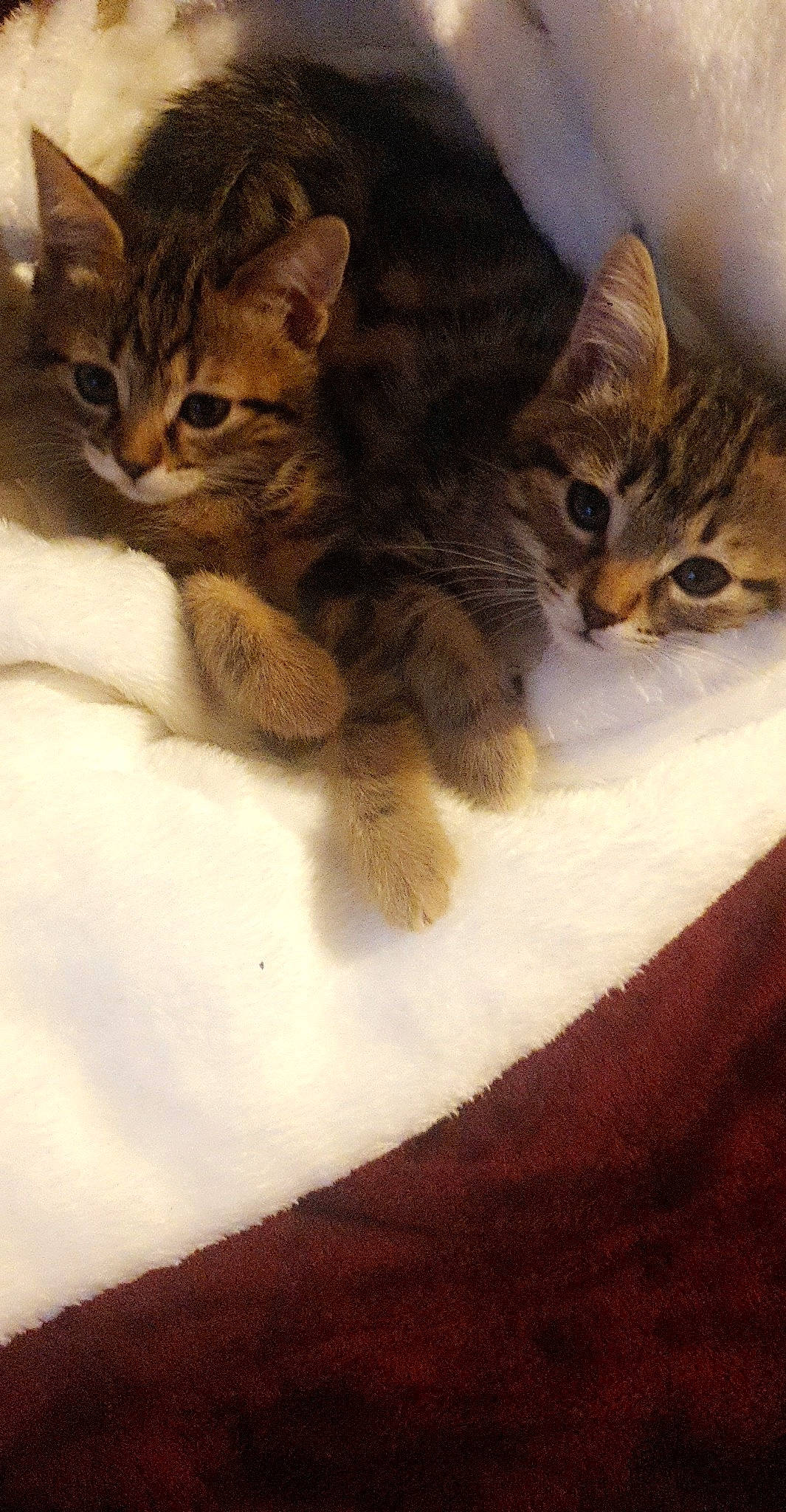 Nala participe au concours pour gagner de l'argent avec cette photo : brown, carnivore, cat, claw, comfort, domestic_short_haired_cat, eye, fawn, felidae, fur, nap, paw, sleep, small_to_medium_sized_cats, snout, tail, terrestrial_animal, whiskers, wildlife, wood