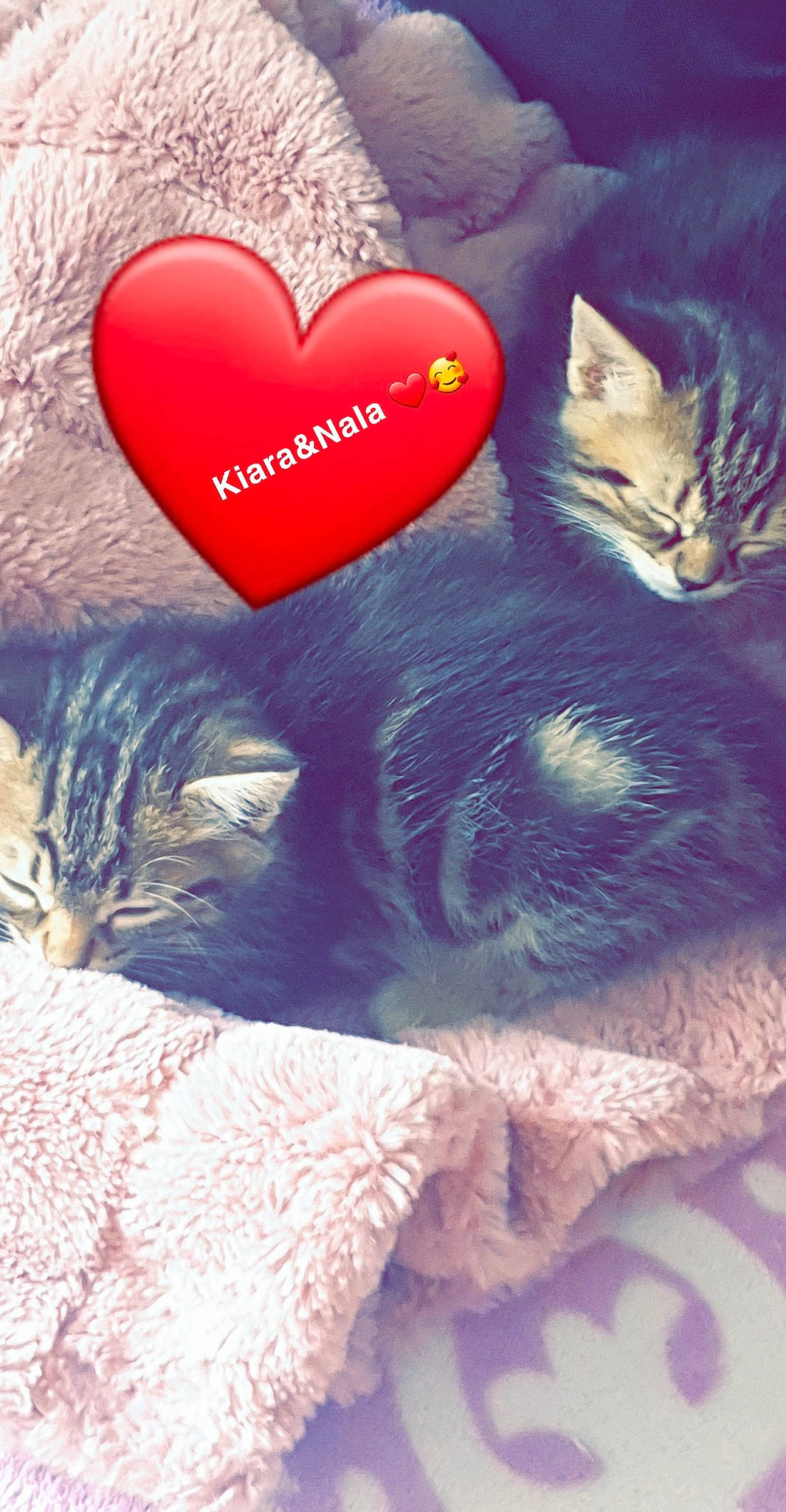 Nala a rejoint le concours — aidez-le/la à gagner de superbes lots ! bed, carnivore, cat, comfort, domestic_short_haired_cat, ear, felidae, fur, gesture, grey, happy, lap, mammal, paw, photo_caption, small_to_medium_sized_cats, snout, tail, vertebrate, whiskers