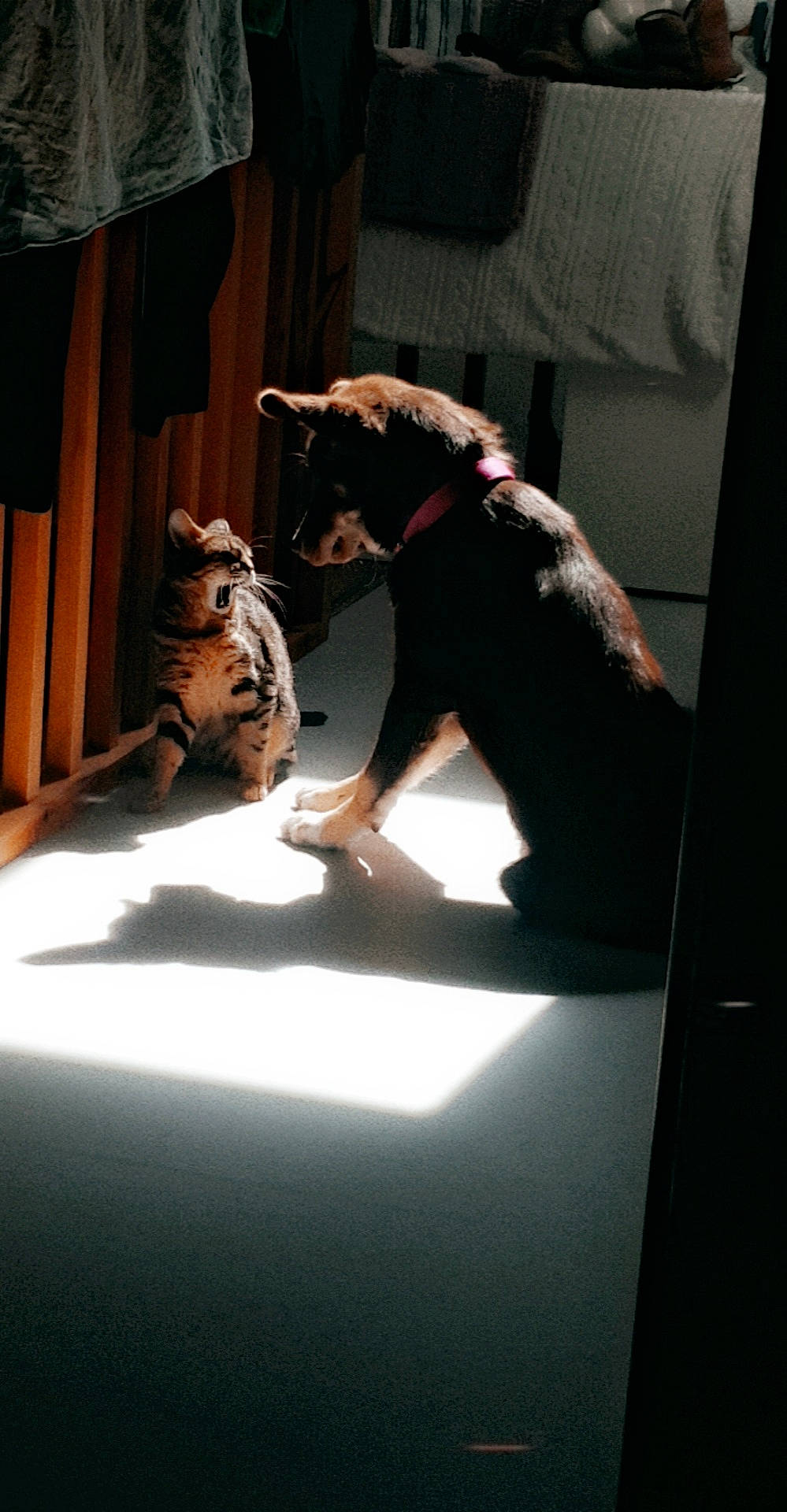 Nala participe au concours pour gagner de l'argent avec cette photo : canidae, carnivore, cat, comfort, curtain, darkness, fawn, felidae, flooring, fur, room, shadow, small_to_medium_sized_cats, sporting_group, tail, terrestrial_animal, tints_and_shades, whiskers, window, wood