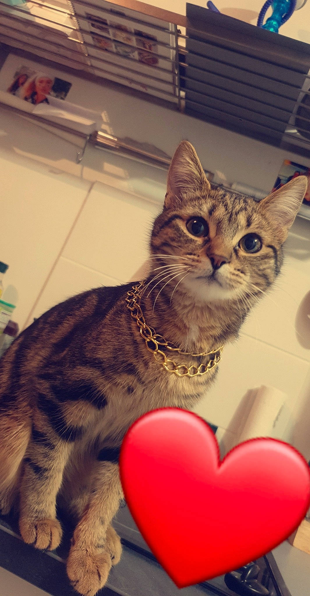 Nala participe au concours pour gagner de l'argent avec cette photo : balloon, carnivore, cat, claw, domestic_short_haired_cat, eye, fawn, felidae, fur, heart, lap, love, mammal, paw, pet_supply, sitting, small_to_medium_sized_cats, snout, tail, whiskers