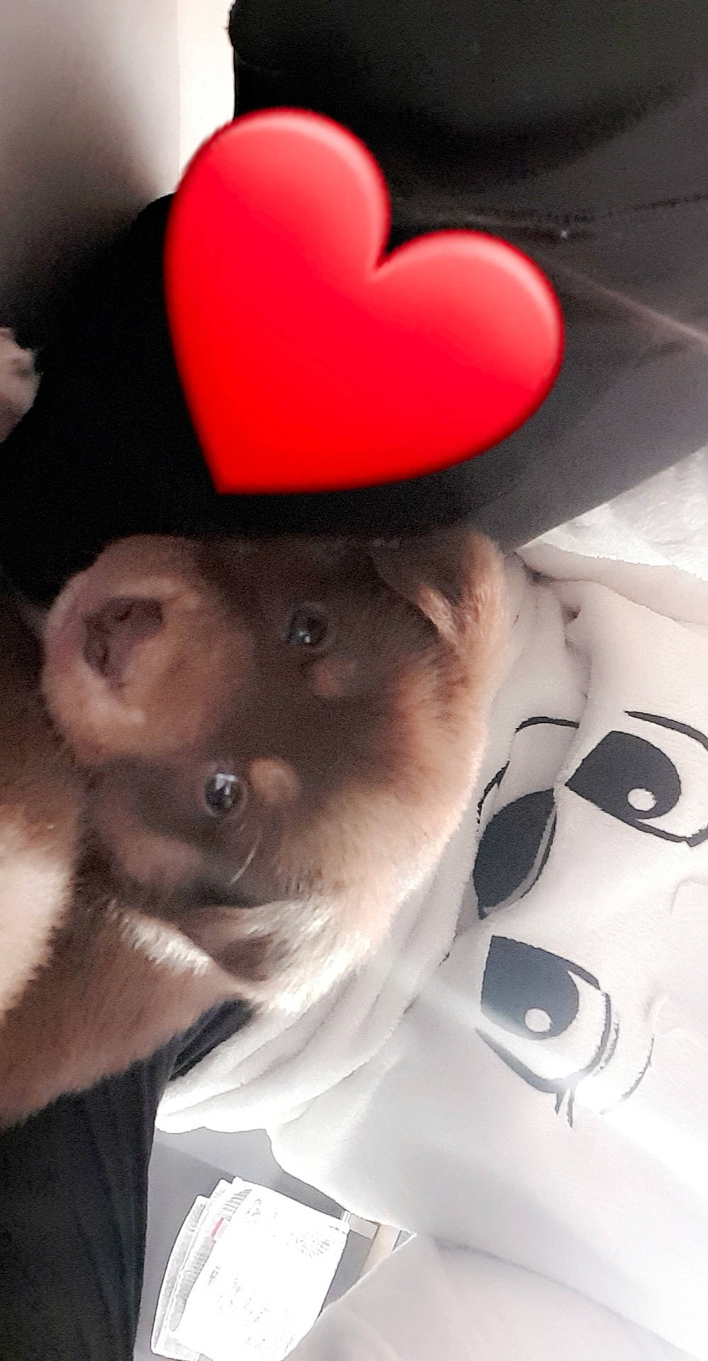 Kayna a rejoint le concours — aidez-le/la à gagner de superbes lots ! beard, cap, carnivore, costume_hat, eyelash, eyewear, fawn, felidae, gesture, hat, headgear, jaw, organ, personal_protective_equipment, selfie, small_to_medium_sized_cats, snout, sunglasses, vision_care, whiskers