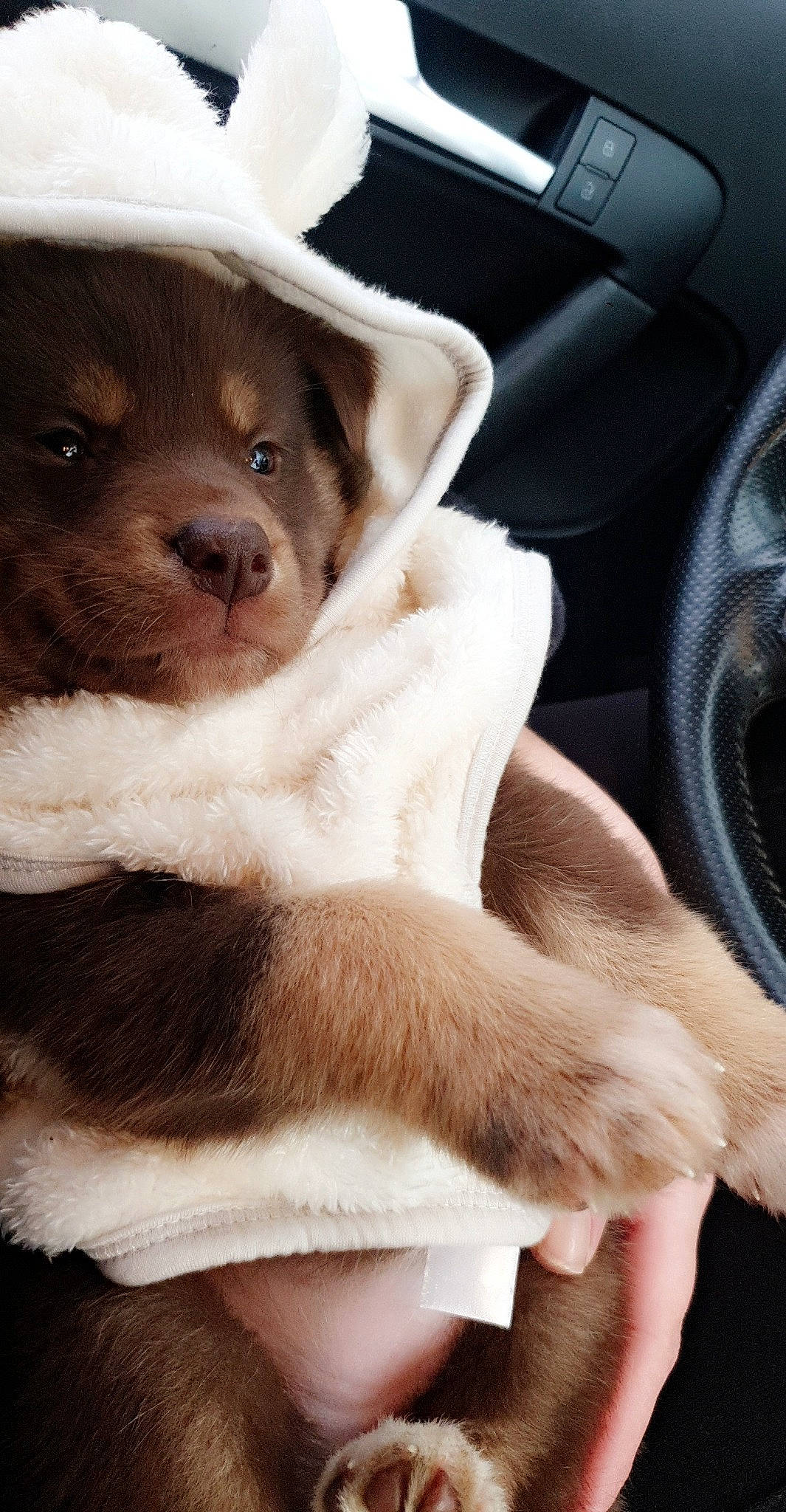 Kayna participe au concours pour gagner de l'argent avec cette photo : canidae, carnivore, comfort, companion_dog, dog, dog_breed, eyelash, fawn, fur, liver, non_sporting_group, snout, sporting_group, terrestrial_animal, whiskers, working_animal