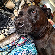 Buster joined the competition — help win amazing prizes! animal, blanket, bulldog, canine, couch, cushion, doctor, dog, furniture, greatdane, gun, homedecor, hound, labradorretriever, person, pet, pitbull, puppy, snout, weapon