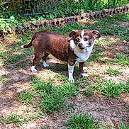 Zoey is registered to the contest to win money with this photo: animal, backyard, canine, chihuahua, dog, grass, grove, herbal, herbs, land, nature, outdoors, pet, pig, plant, soil, tree, vegetation, woodland, yard