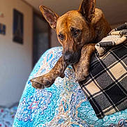 Tucker joined the competition — help win amazing prizes! animal, beanbag, blanket, canine, dog, dogbed, furniture, person, pet