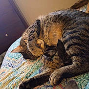 Milo is registered to the contest to win money with this photo: abyssinian, animal, bed, bedroom, blanket, canine, cat, couch, cushion, dog, furniture, homedecor, indoors, kitten, manx, person, pet, quilt, room, sleeping