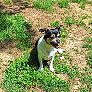 Dazey joined the competition — help win amazing prizes! animal, backyard, bostonbull, bulldog, canine, dog, grass, green, herbal, herbs, lawn, nature, outdoors, pet, plant, puppy, soil, summer, vegetation, yard