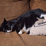 Wiggins is registered to the contest to win money with this photo: animal, architecture, armchair, blanket, building, cat, chair, couch, cushion, furniture, homedecor, indoors, kitten, linen, livingroom, manx, person, pet, room, sleeping