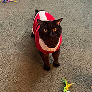 Jack joined the competition — help win amazing prizes! cat, black_cat, sweater, carpet, toys, colorful, yellow_eyes, indoor, pet, feline, playful, animal, cute, alert, tail, green_carpet, looking_up, domestic_cat, soft_texture, home