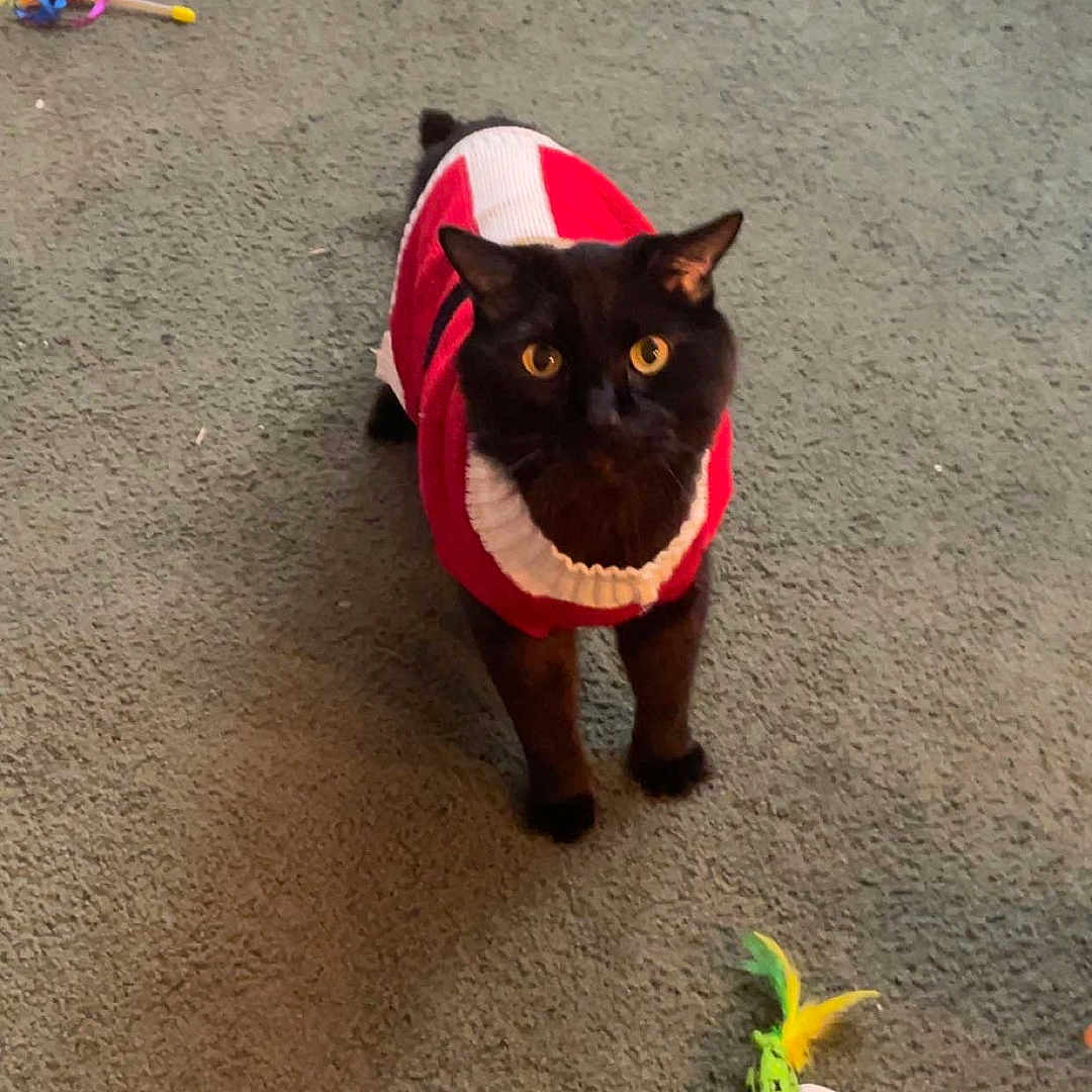 Jack joined the competition — help win amazing prizes! alert, animal, black_cat, carpet, cat, colorful, cute, domestic_cat, feline, green_carpet, home, indoor, looking_up, pet, playful, soft_texture, sweater, tail, toys, yellow_eyes