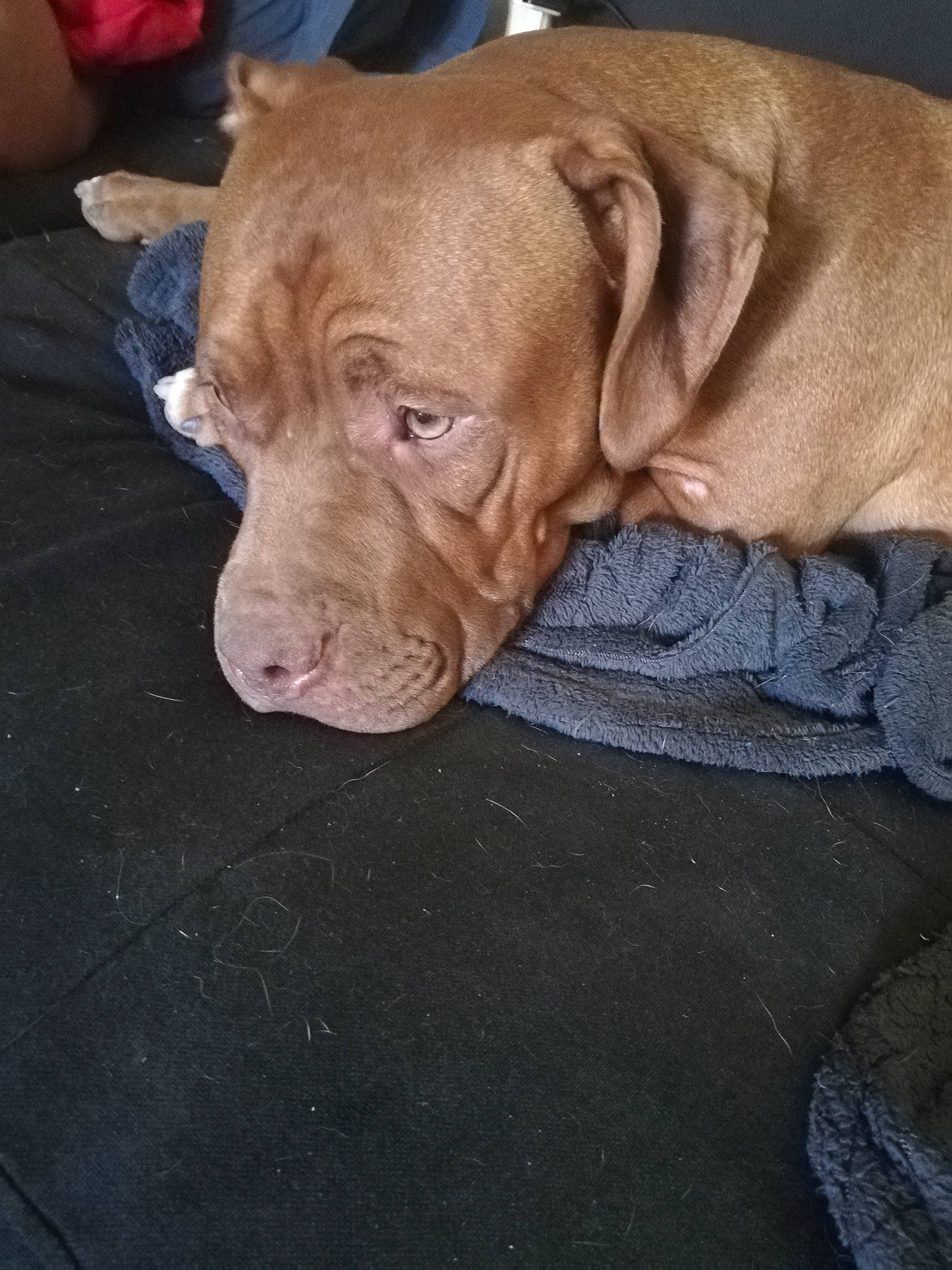 Ruby participe au concours pour gagner de l'argent avec cette photo : carnivore, collar, companion_dog, dog, dog_breed, dog_collar, dog_supply, fawn, flooring, fur, gun_dog, liver, pointing_breed, retriever, snout, sporting_group, whiskers, wood, working_animal, wrinkle