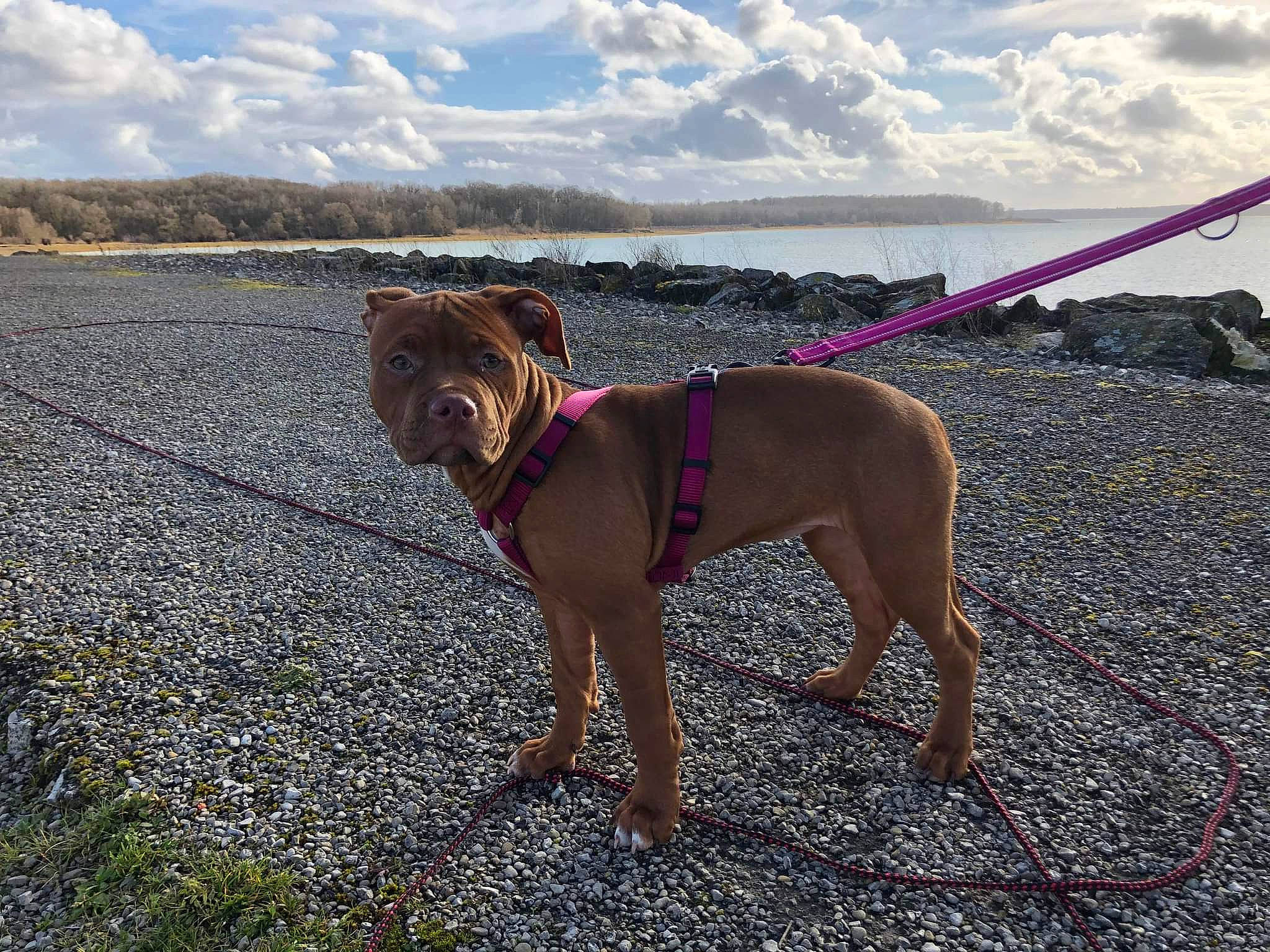 Ruby a rejoint le concours — aidez-le/la à gagner de superbes lots ! bulldog, canidae, carnivore, cloud, collar, companion_dog, dog, dog_breed, dog_collar, dog_supply, fashion_accessory, fawn, leash, pet_supply, road_surface, sky, sporting_group, tail, water, working_animal