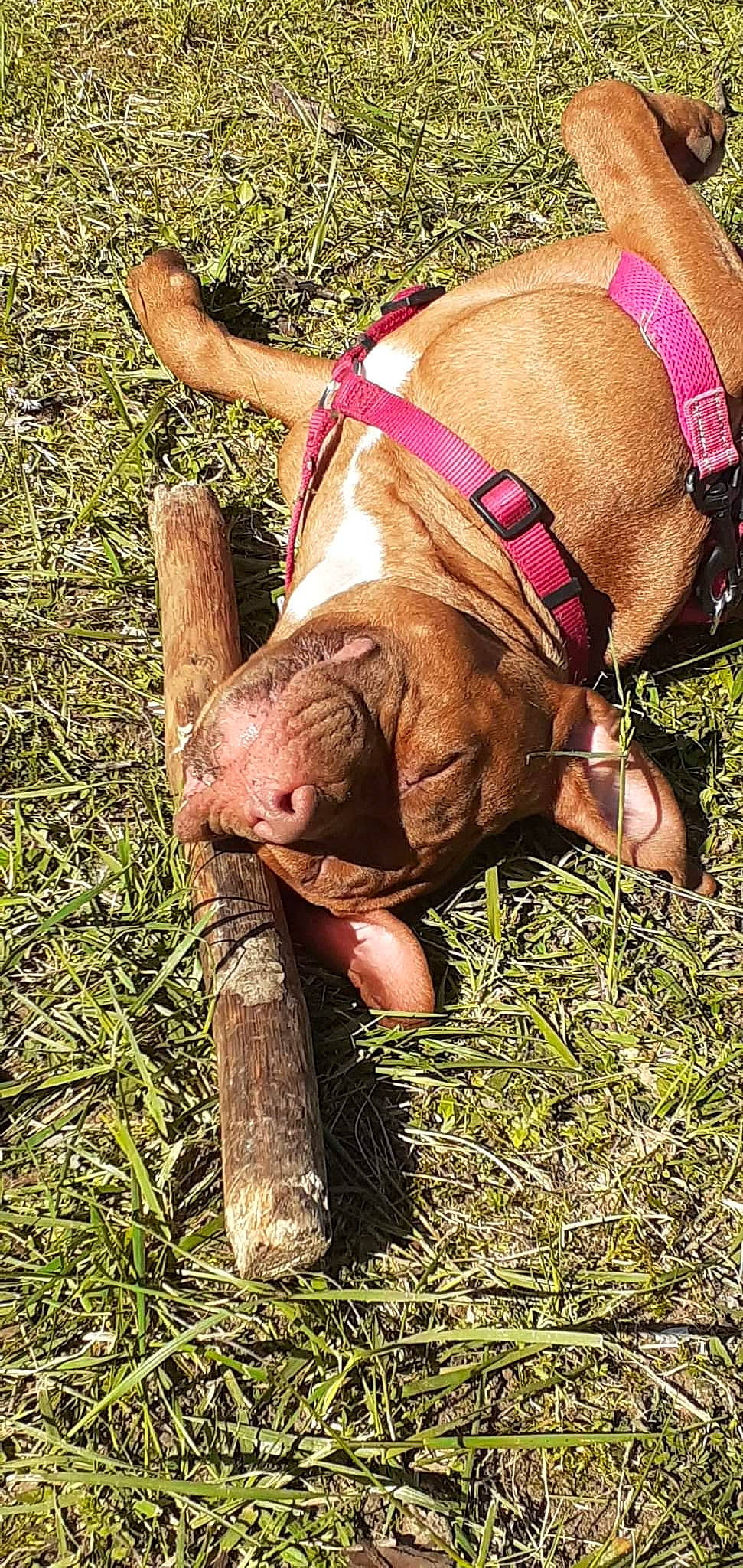 Ruby participe au concours pour gagner de l'argent avec cette photo : chest, dog, fawn, glasses, grass, grassland, human_leg, landscape, liver, livestock, magenta, people_in_nature, recreation, soil, terrestrial_animal, thigh, wood, working_animal, wrinkle, wrist